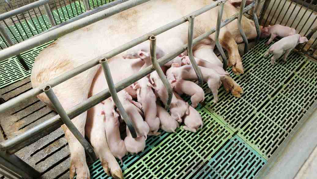 養豬場污水處理設備一套要多少錢費用(養豬場的排污一般怎么處理) 養豬場污水處理設備一套要多少錢費用(養豬場的排污一般怎么處理)