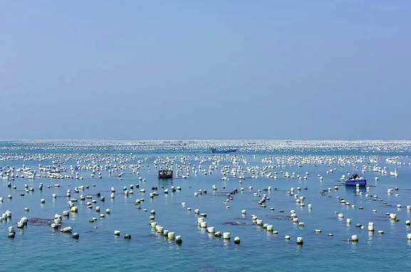 海水養殖廢水處理技術要求|規范(海水養殖凈化水處理技術方案) 海水養殖廢水處理技術要求|規范(海水養殖凈化水處理技術方案)